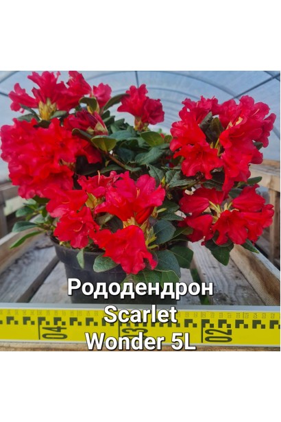 Рододендрон Скарлет Вондер  - 5л/вис.20-25см/Ø40-50см